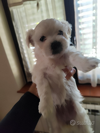 Malshi incrocio maltese-shitzu