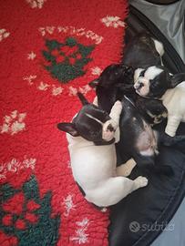 French Bulldog Puppy