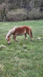 Puledra 2 anni grossa struttura