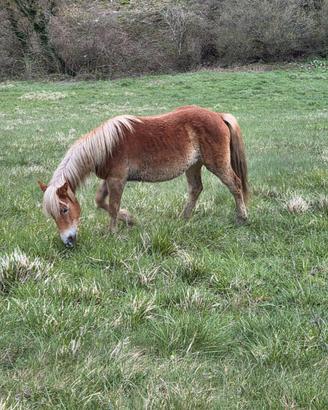 Puledra 2 anni grossa struttura