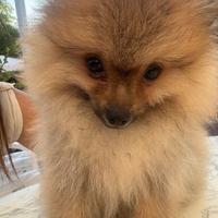 Cuccioli di Volpino di Pomerania