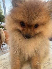 Cuccioli di Volpino di Pomerania