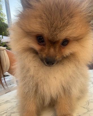 Cuccioli di Volpino di Pomerania