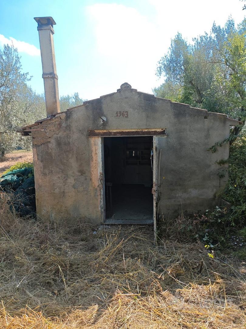 Uliveto 1 Ettaro Piante Secolari Casale Olio - Vista 3