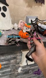 Petauro Dello Zucchero