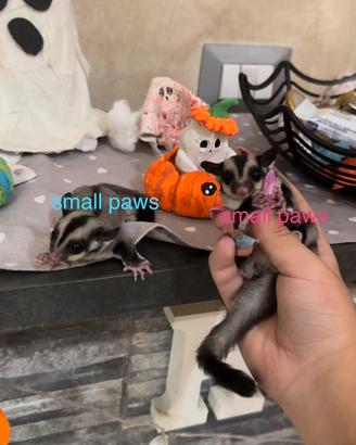 Petauro Dello Zucchero