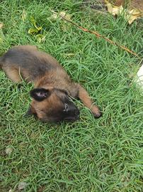 Cuccioli pastori belga malinois