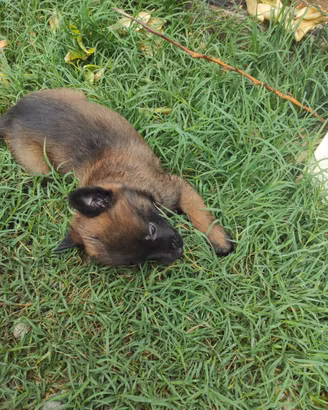Cuccioli pastori belga malinois