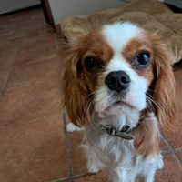 Femmina di cavalier king spaniel charles