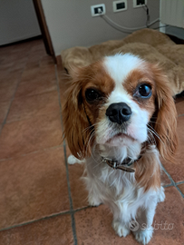 Femmina di cavalier king spaniel charles