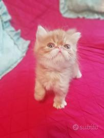 Gattino persiano cincillà