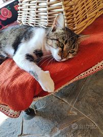 Gatto tigrato 2 anni circa