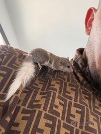 Minighiro Africano mosaico