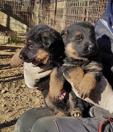 Cuccioli pastore tedesco