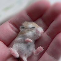 Criceto di Roborowskij