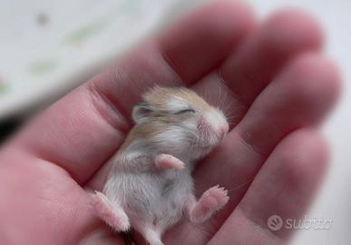 Criceto di Roborowskij