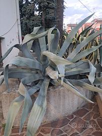 piante grasse 