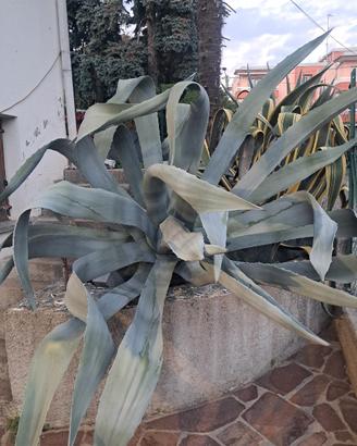 piante grasse 