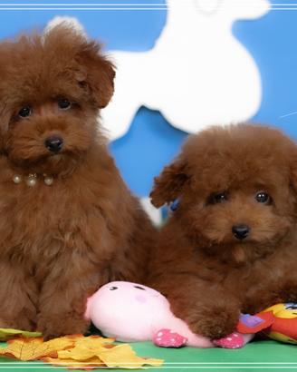 Meravigliosi barboncini  toy