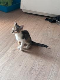 Gattina