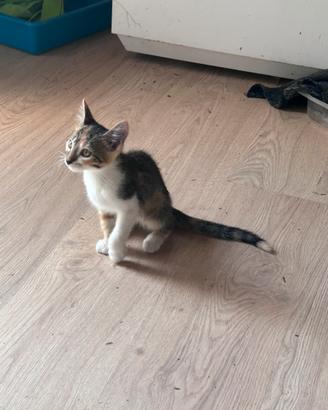 Gattina
