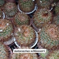 Notocactus Schlosseri - Varie dimensioni 