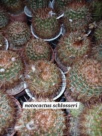 Notocactus Schlosseri - Varie dimensioni 