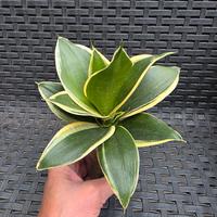 Sansevieria Trifasciata 