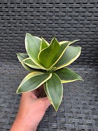 Sansevieria Trifasciata 