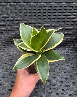 Sansevieria Trifasciata 