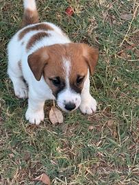 Cuccioli jack russell pedigree