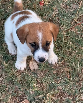 Cuccioli jack russell pedigree