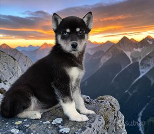 Husky con pedigree