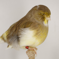 Canarina Gloster Fancy Consort Cinnamon 2024