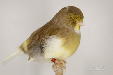 Canarina Gloster Fancy Consort Cinnamon 2024