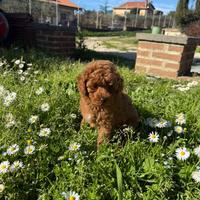 Cucciola Barboncino Toy