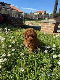 Cucciola Barboncino Toy