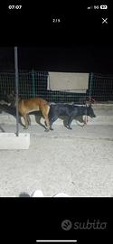 Fattrice malinois total black
