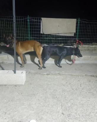Fattrice malinois total black