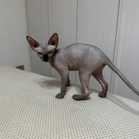 Cuccioli Sphynx