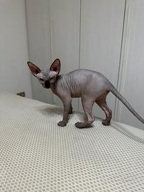 Cuccioli Sphynx