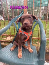 Meravigliosi cuccioli da adottare