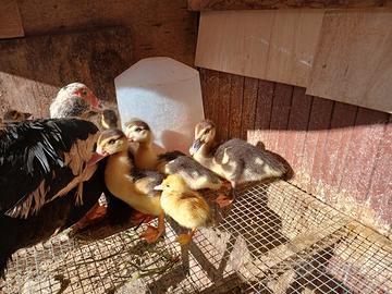 Piccoli di anatre mute