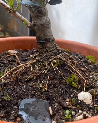 Prebonsai ulivo