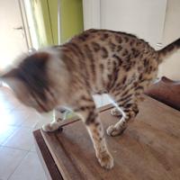 Bengala maschio x Monta