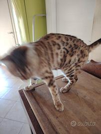 Bengala maschio x Monta