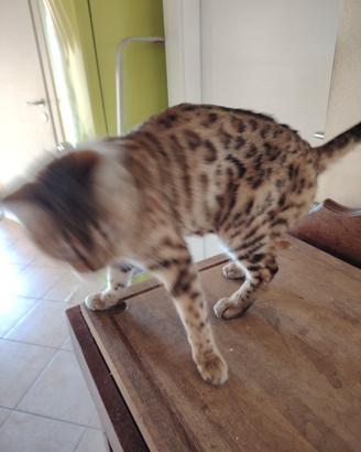 Bengala maschio x Monta