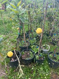Piante limoni