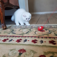 Per amanti dei gatti