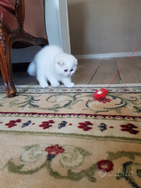 Per amanti dei gatti